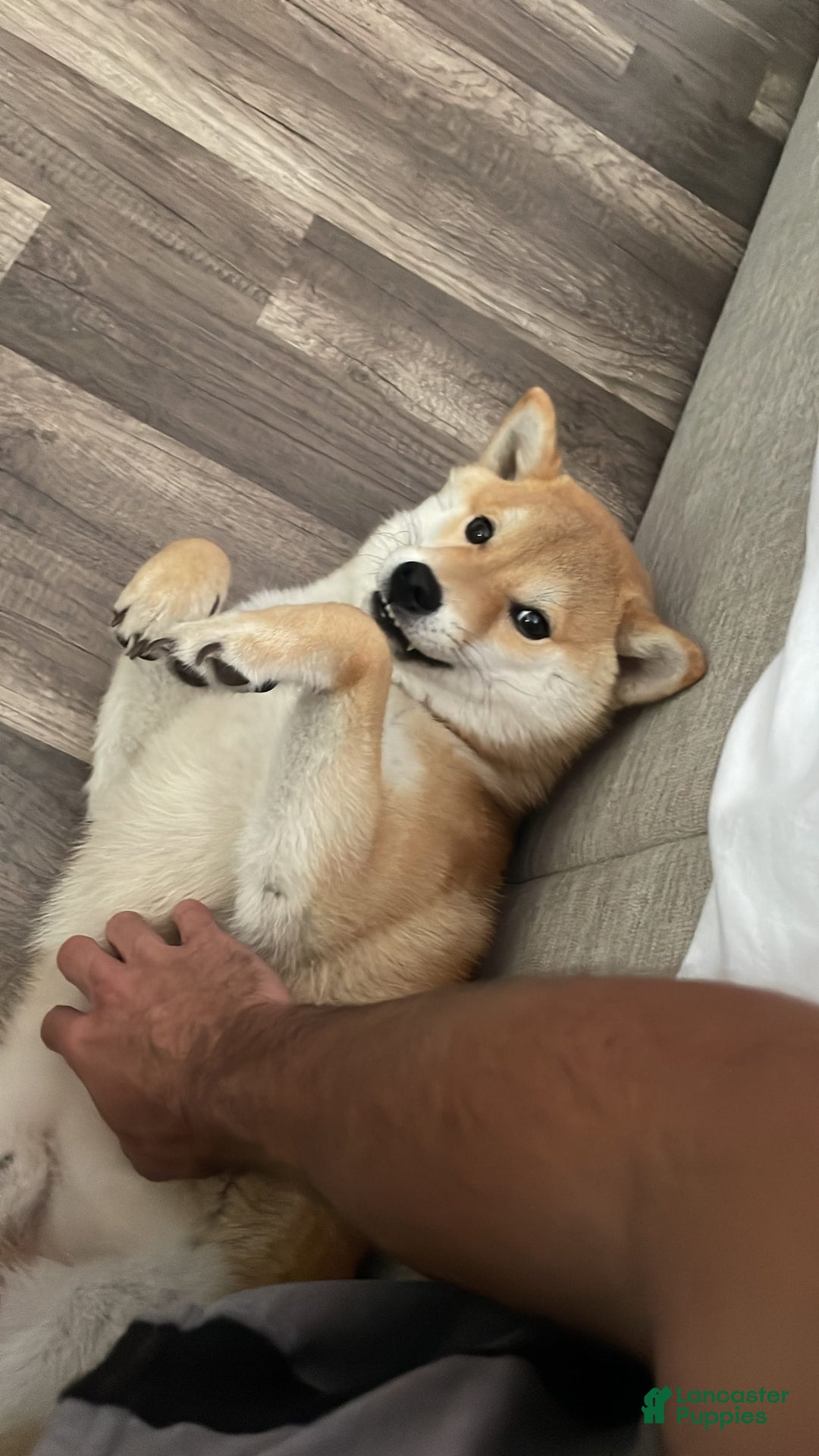 Shiba Inu dogs for sale: Zoro - Image 5