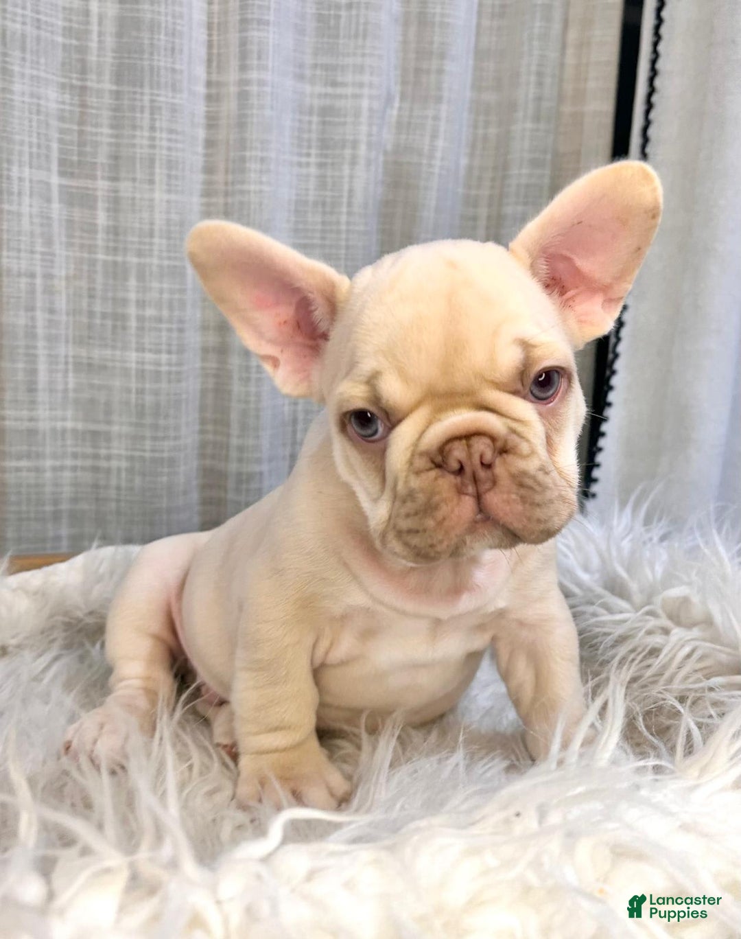 French Bulldog dogs for sale: Platinum Rojo Isabella Carrier Fluffy - Image 1