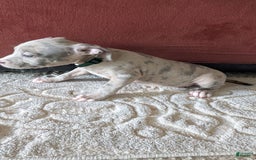 American Bully dogs for sale: Green Girl - Image 14