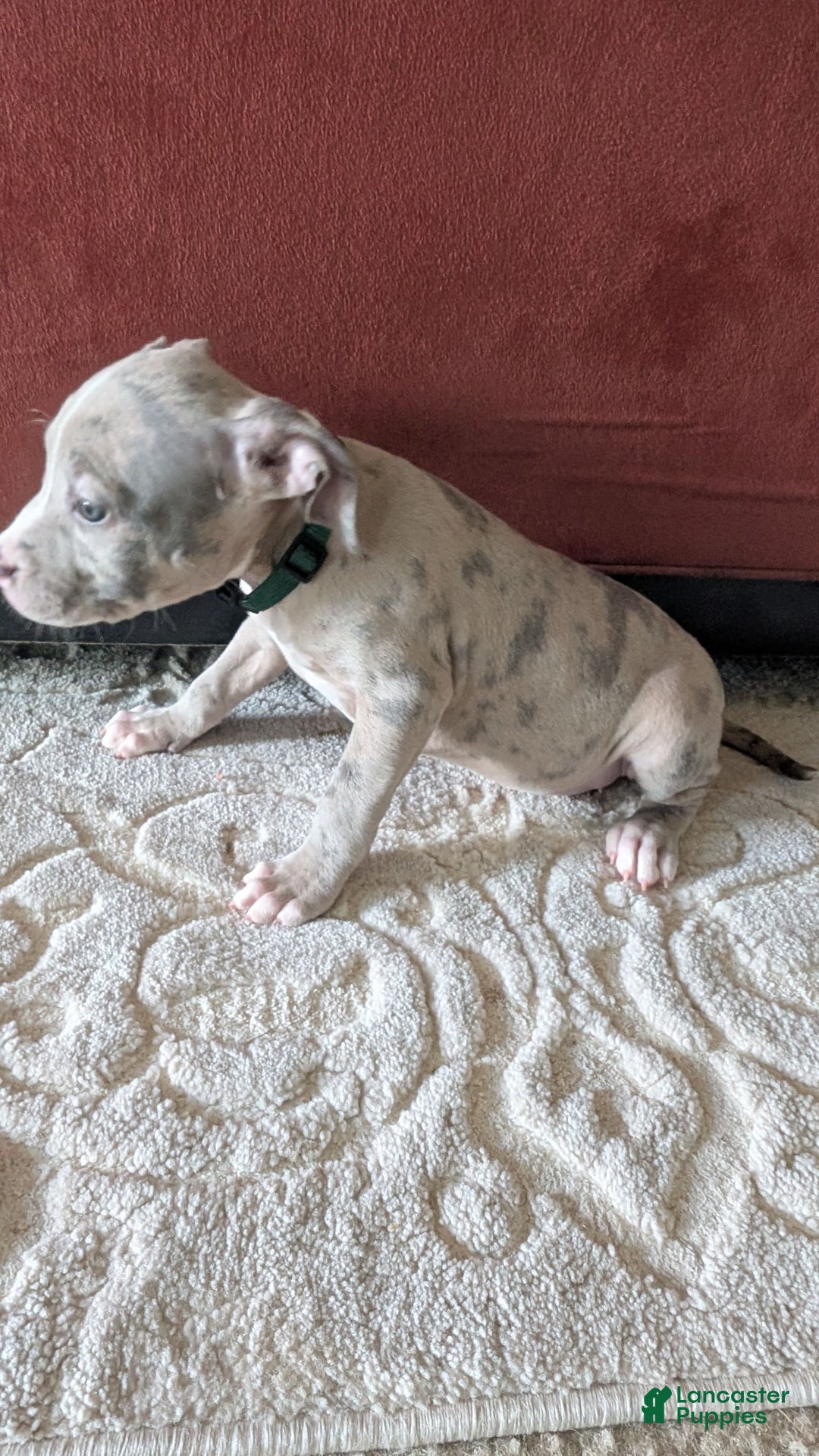 American Bully dogs for sale: Green Girl - Image 14
