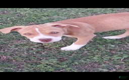 American Pit Bull Terrier dogs for sale: Nyla - Image 5