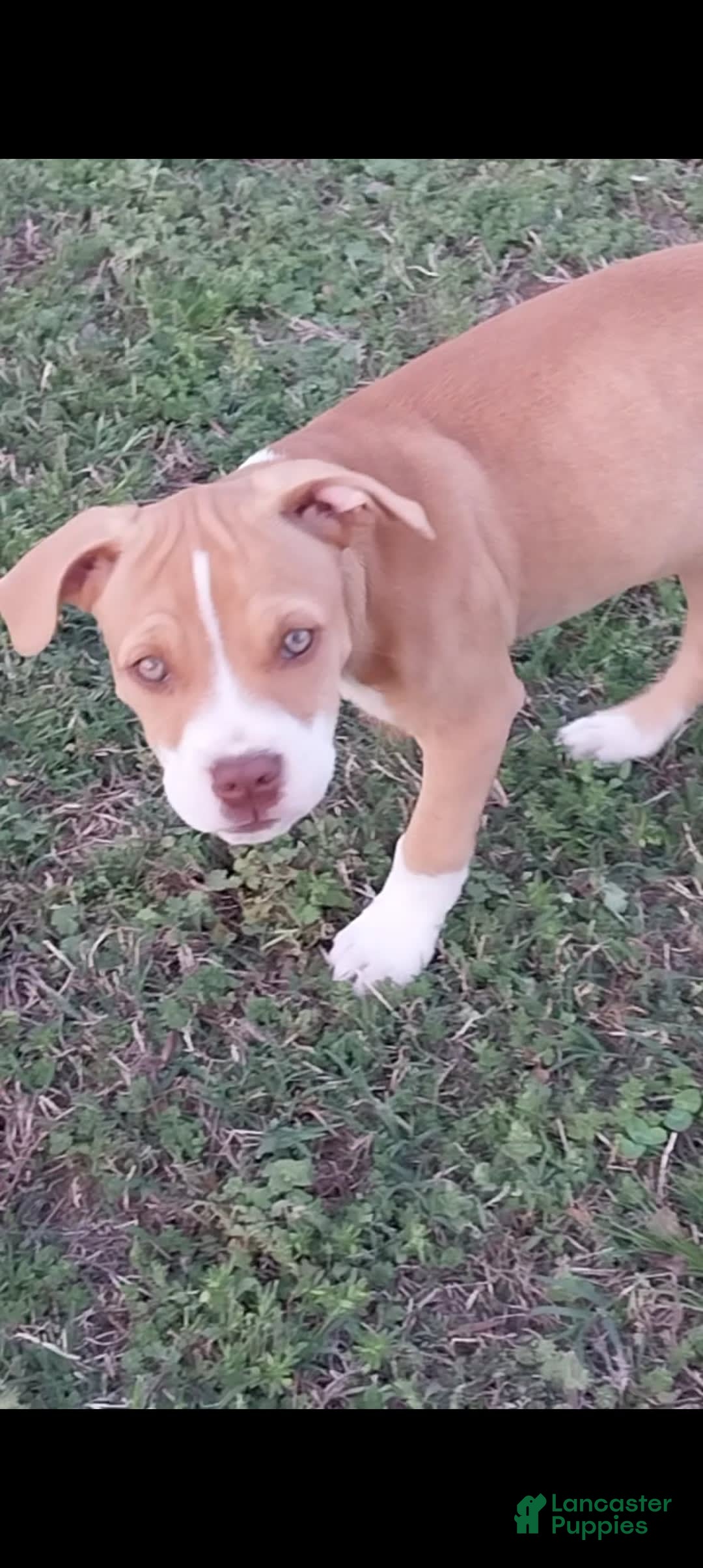 American Pit Bull Terrier dogs for sale: Nyla - Image 5