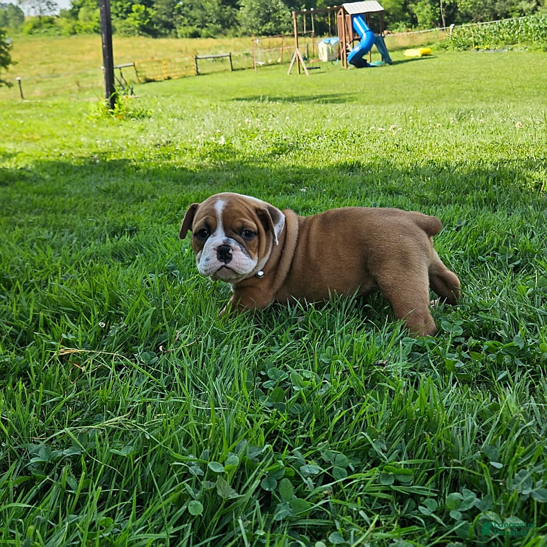 English Bulldog dogs for sale: English Bulldog 4 puppies - Image 2