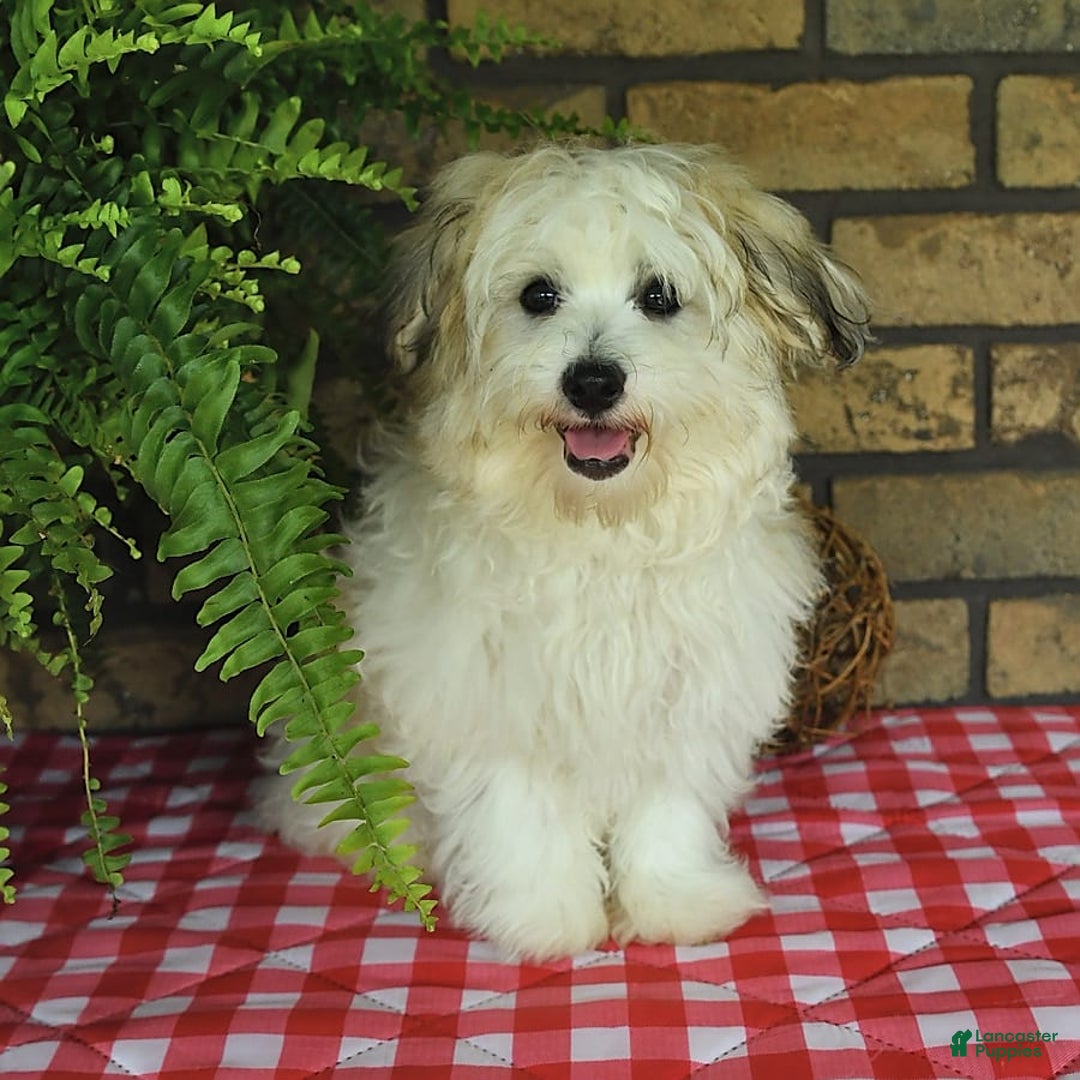 Havapoo dogs for sale: Toby - Image 6