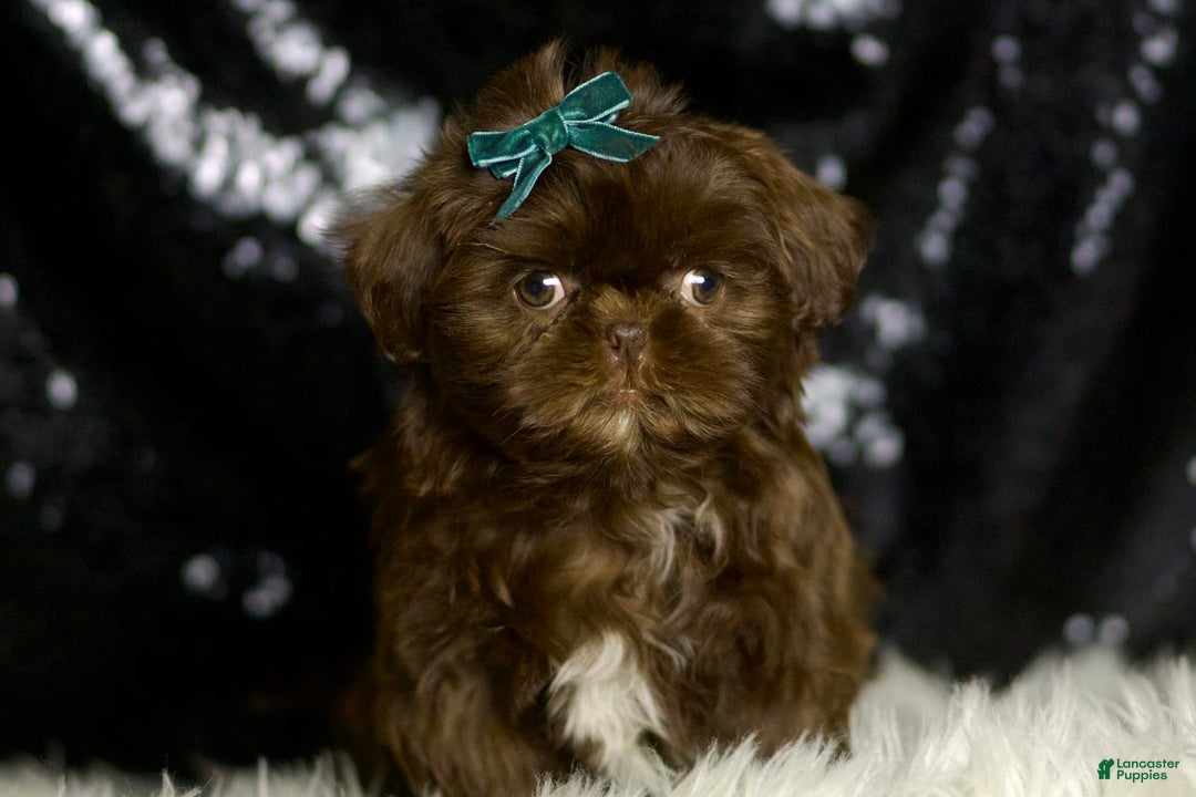 Shih Tzu dogs for sale: Peanut - Image 2