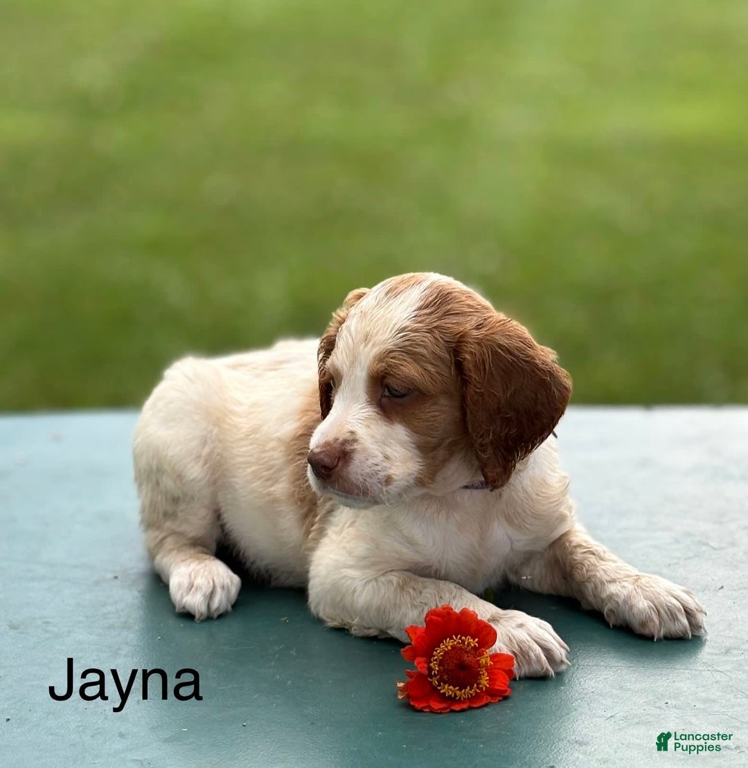 Brittany Spaniel dogs for sale: Jayna - Image 2