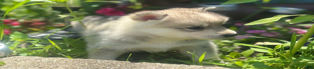 Benji