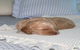 Goldendoodle dogs for sale: Archie - Image 6