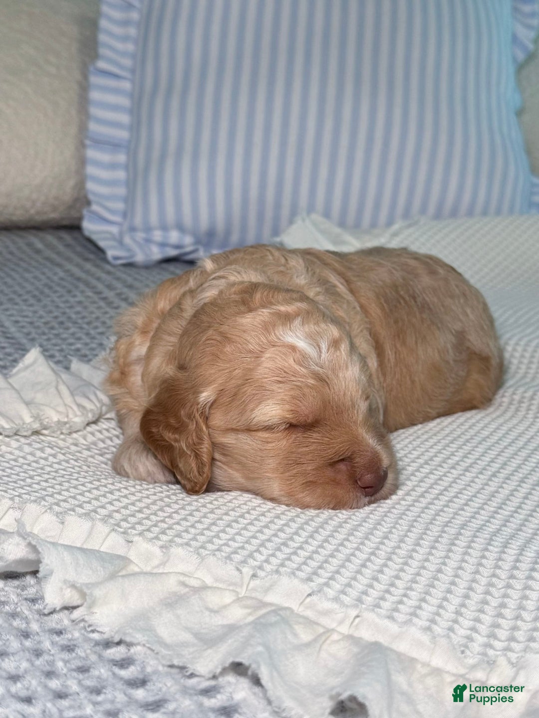 Goldendoodle dogs for sale: Archie - Image 6