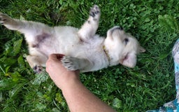 Golden Retriever dogs for sale: Poppy - Image 6