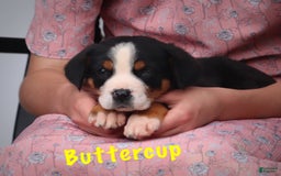Greater Swiss Mountain Dog dogs for sale: Buttercup - Image 2