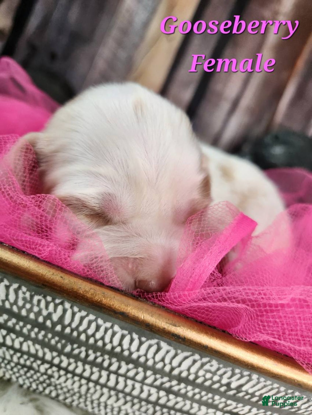 English Springer Spaniel dogs for sale: Gooseberry - Image 1
