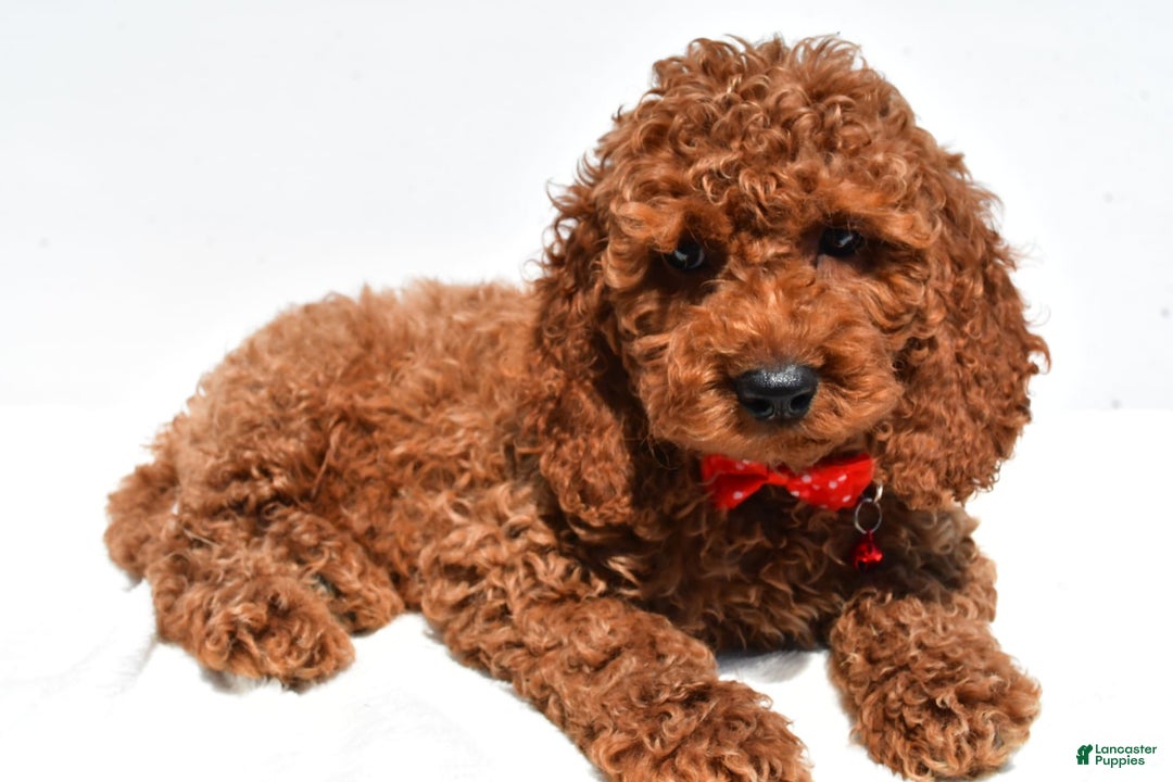 Cockapoo dogs for sale: Lance - Image 1