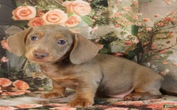 Miniature Dachshund dogs for sale: Dolce - Image 6
