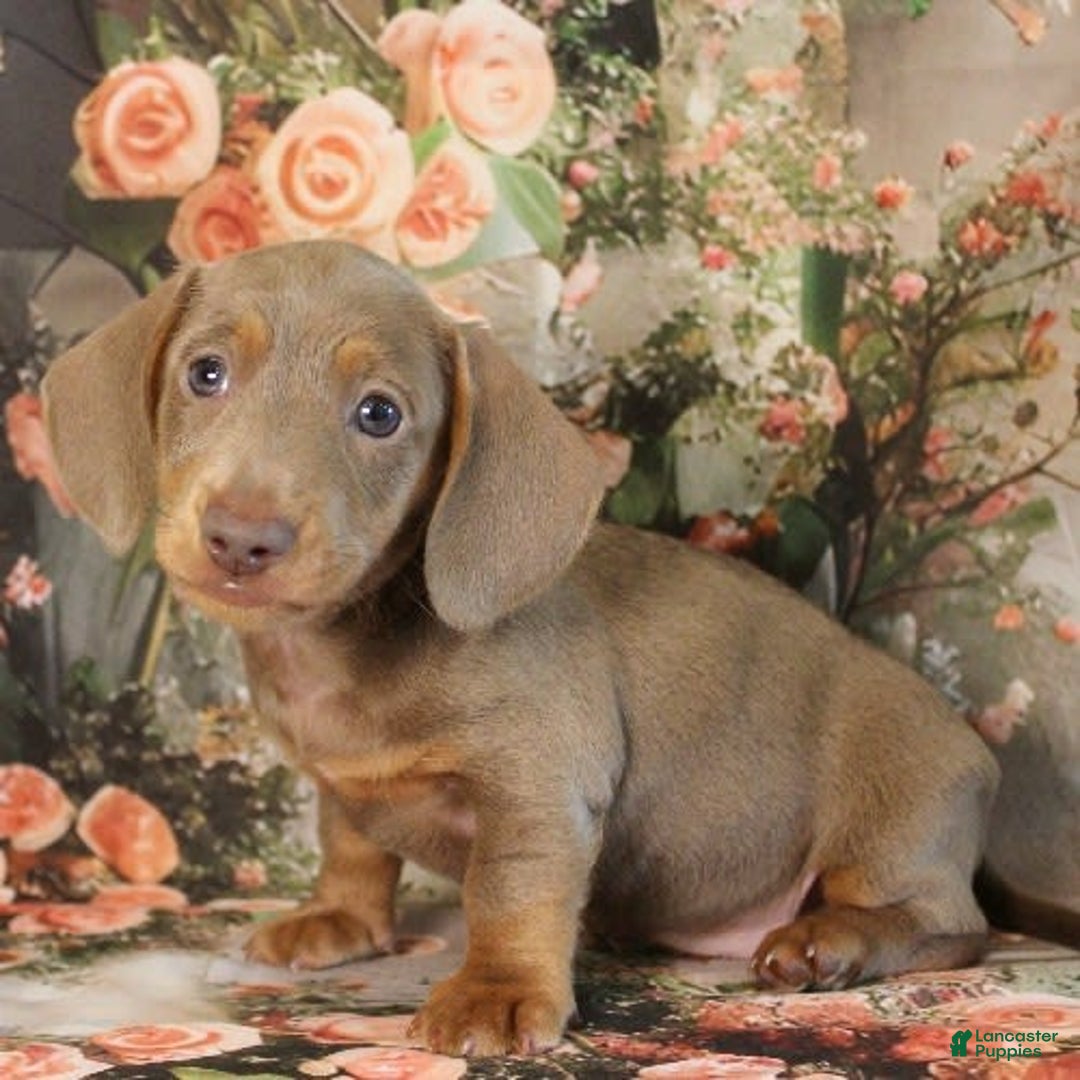 Miniature Dachshund dogs for sale: Dolce - Image 6