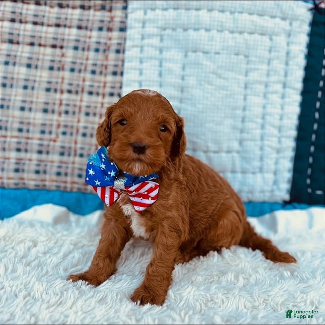 Mini Goldendoodle dogs for sale: Missy Mini F1b - Image 3