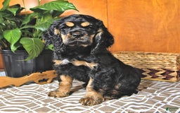 Cocker Spaniel dogs for sale: Banjo - Image 2