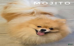 Pomeranian dogs for sale: Mojito  Sweet Boy  Crate And Dog Door Trained - Image 4