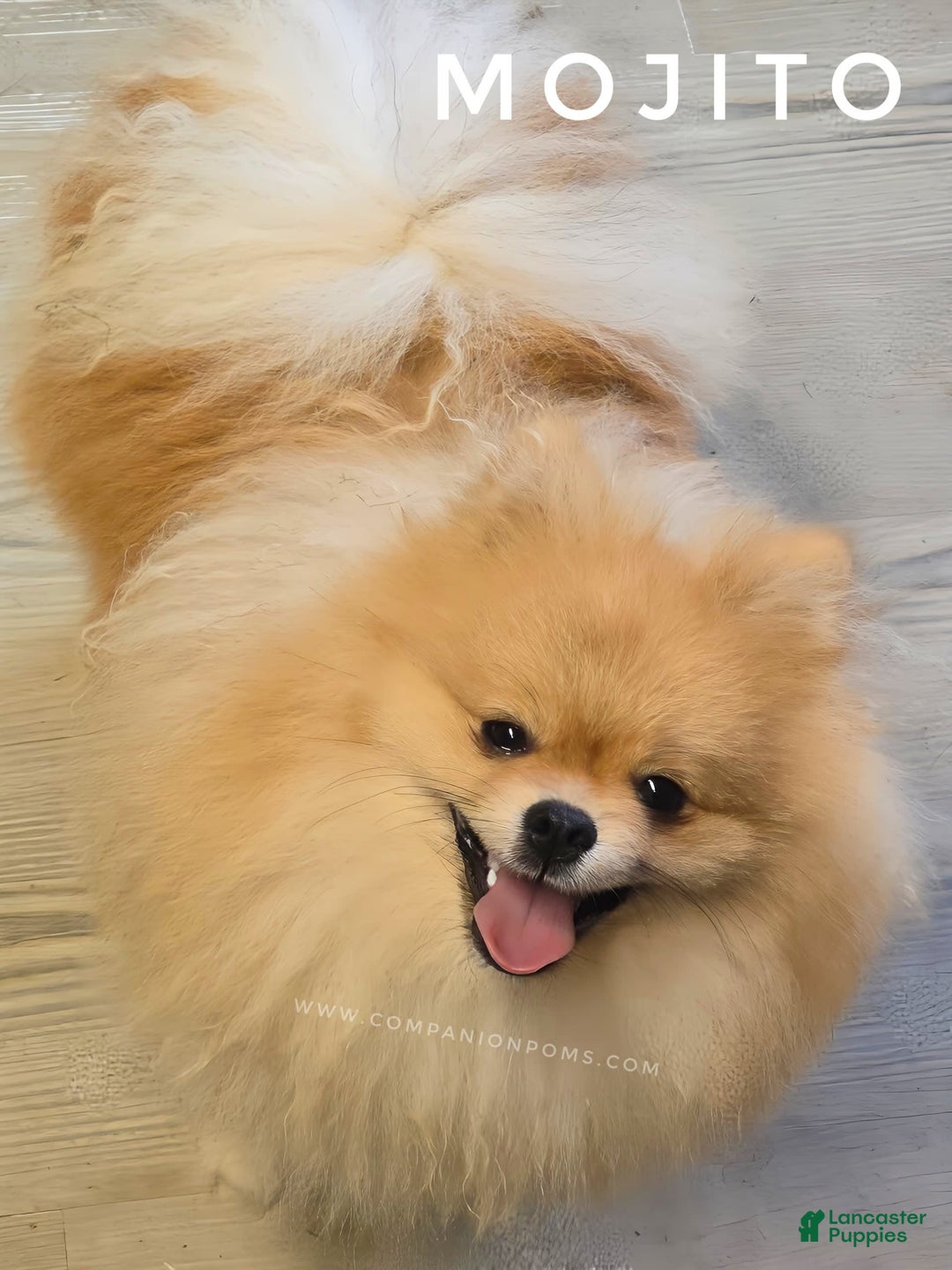 Pomeranian dogs for sale: Mojito  Sweet Boy  Crate And Dog Door Trained - Image 4