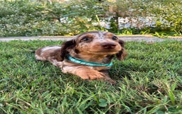 Miniature Dachshund dogs for sale: Chip - Image 3