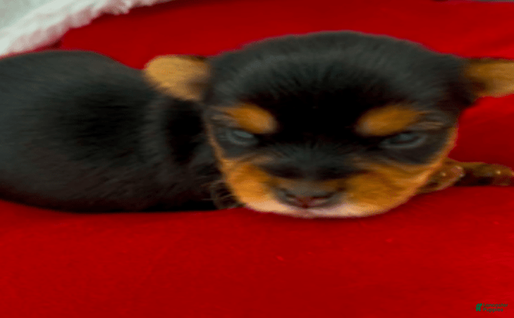 Yorkshire Terrier dogs for sale - Ad 4