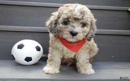 Cavapoo dogs for sale: Patches - Image 1