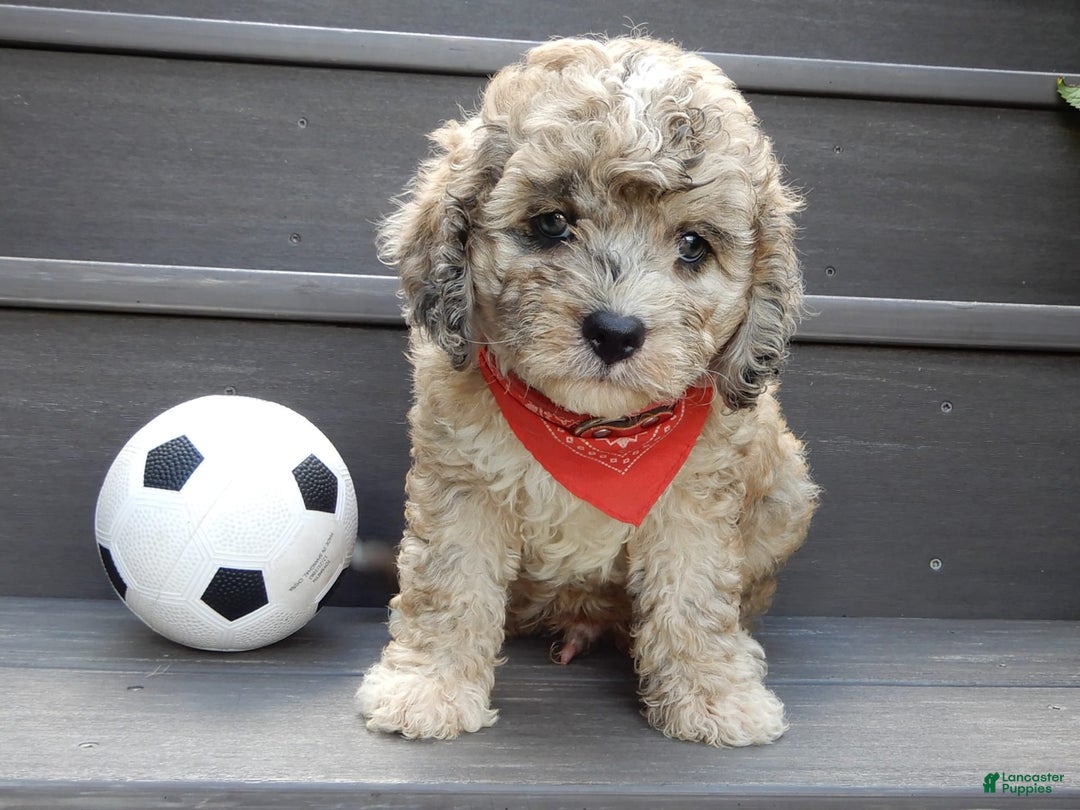 Cavapoo dogs for sale: Patches - Image 1