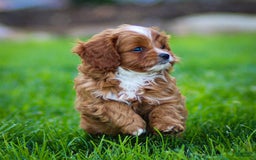 Cavapoo dogs for sale: Toby - Image 11