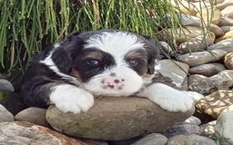 Mini Bernedoodle dogs for sale: Banjo - Image 22