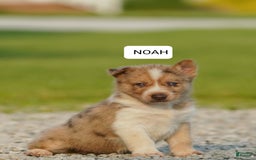Gerberian Shepsky dogs for sale: Noah - Image 3