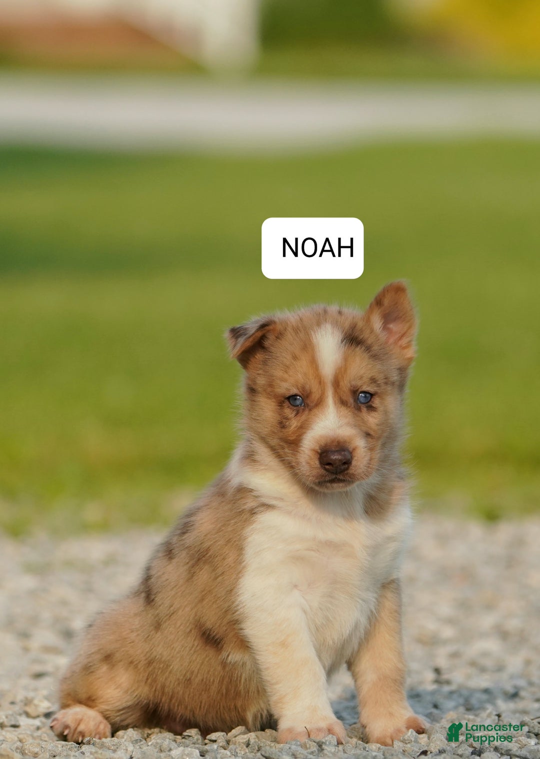 Gerberian Shepsky dogs for sale: Noah - Image 3