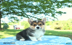 Welsh Corgi Pembroke dogs for sale: Megan - Image 2