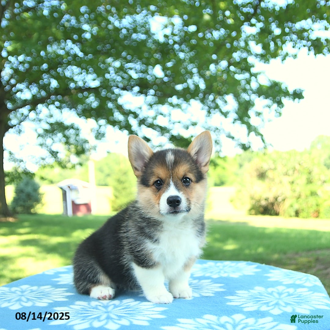 Welsh Corgi Pembroke dogs for sale: Megan - Image 2