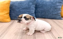 Beabull dogs for sale: Captain - Image 3