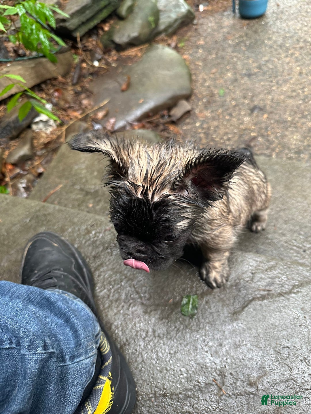 French Bulldog dogs for sale: Lucia - Image 4