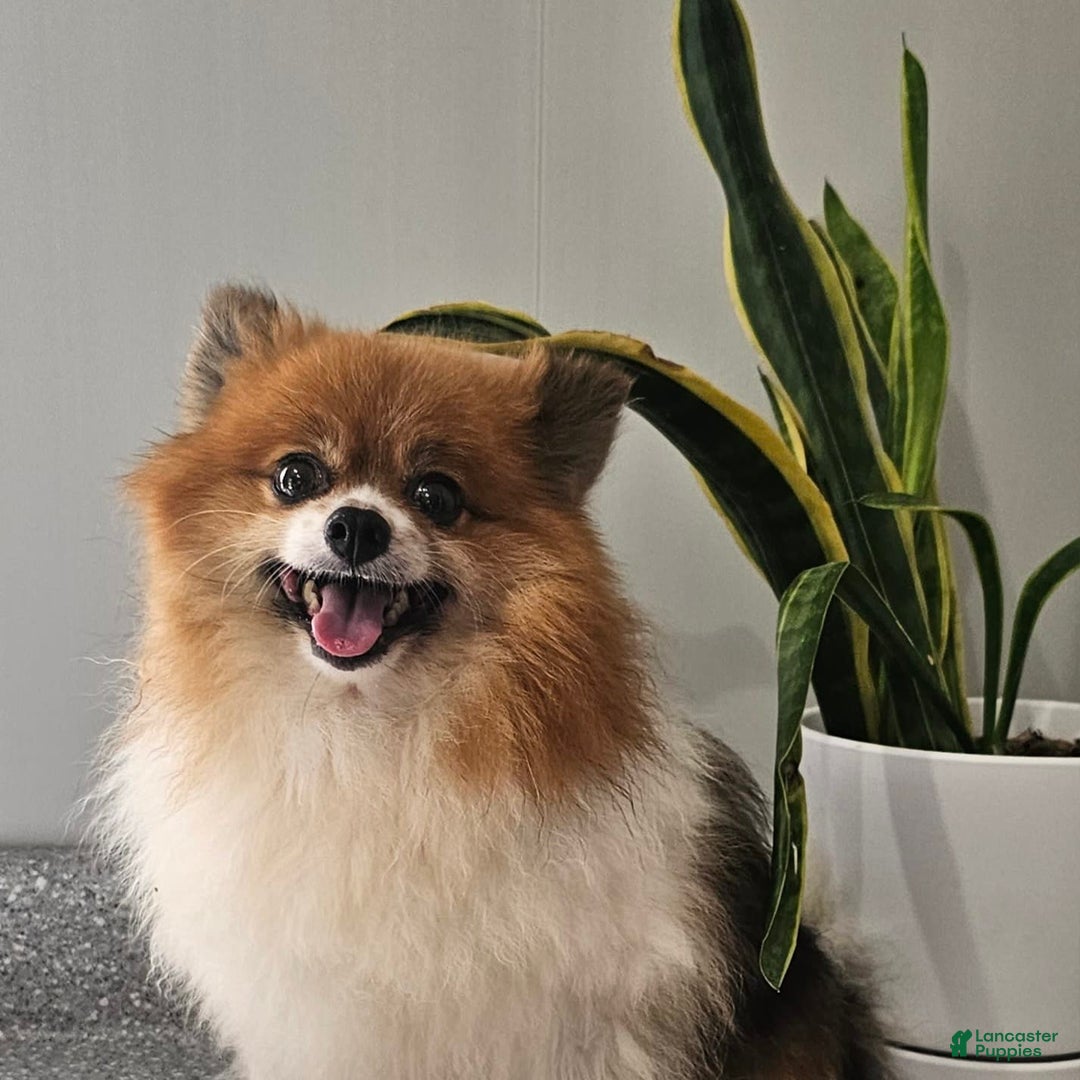 Pomeranian dogs for sale: Cuddles - Image 8