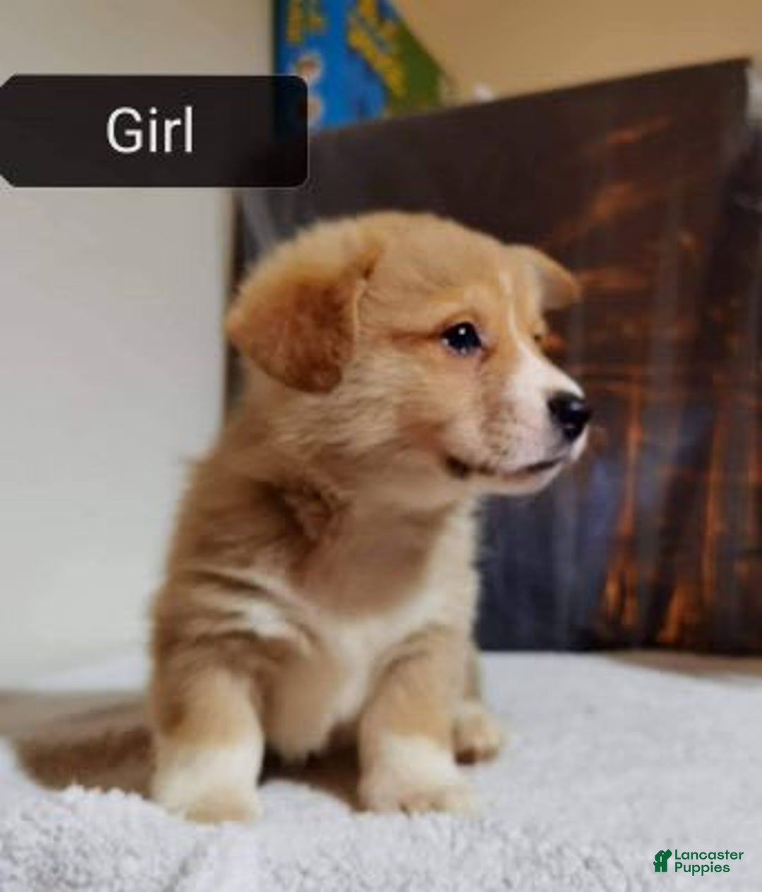 Welsh Corgi Pembroke dogs for sale: Lucy - Image 1