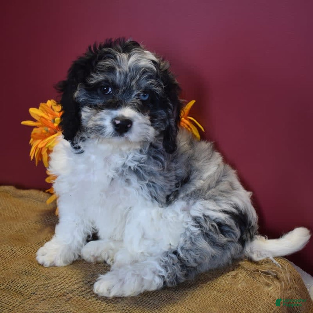 Cavapoo dogs for sale: Joann - Image 11
