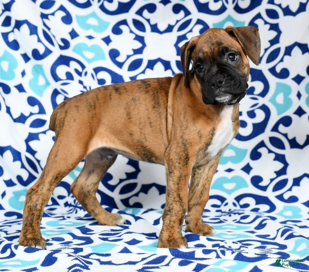 Boxer dogs for sale: Bennah - Image 3