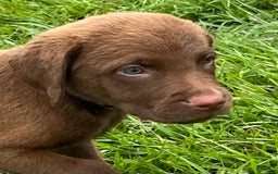 Chesapeake Bay Retriever dogs for sale: Female Purple Collar - Image 11