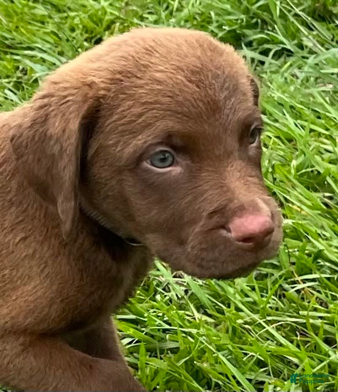 Chesapeake Bay Retriever dogs for sale: Female Purple Collar - Image 11