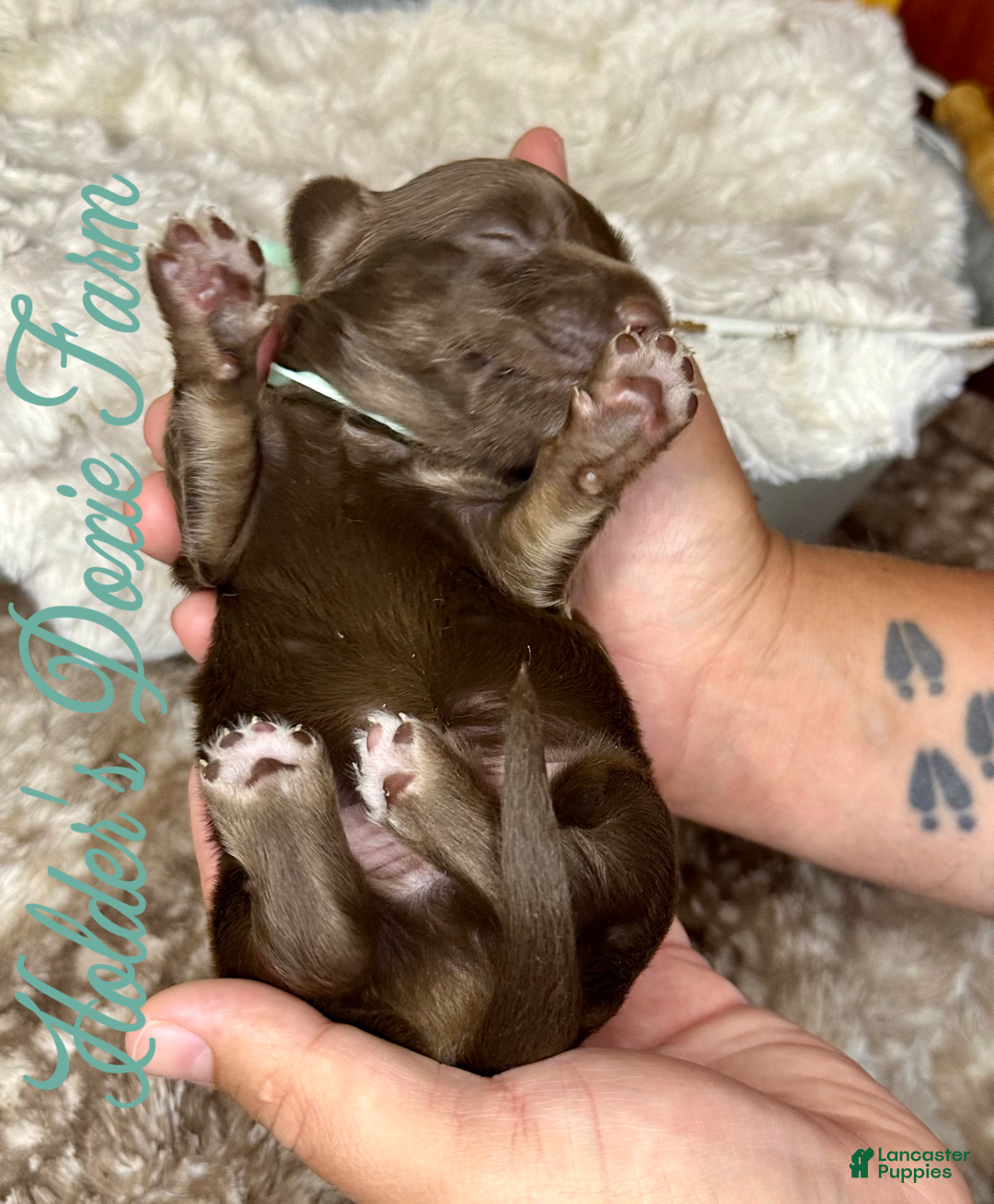 Miniature Dachshund dogs for sale: Barney - Image 3