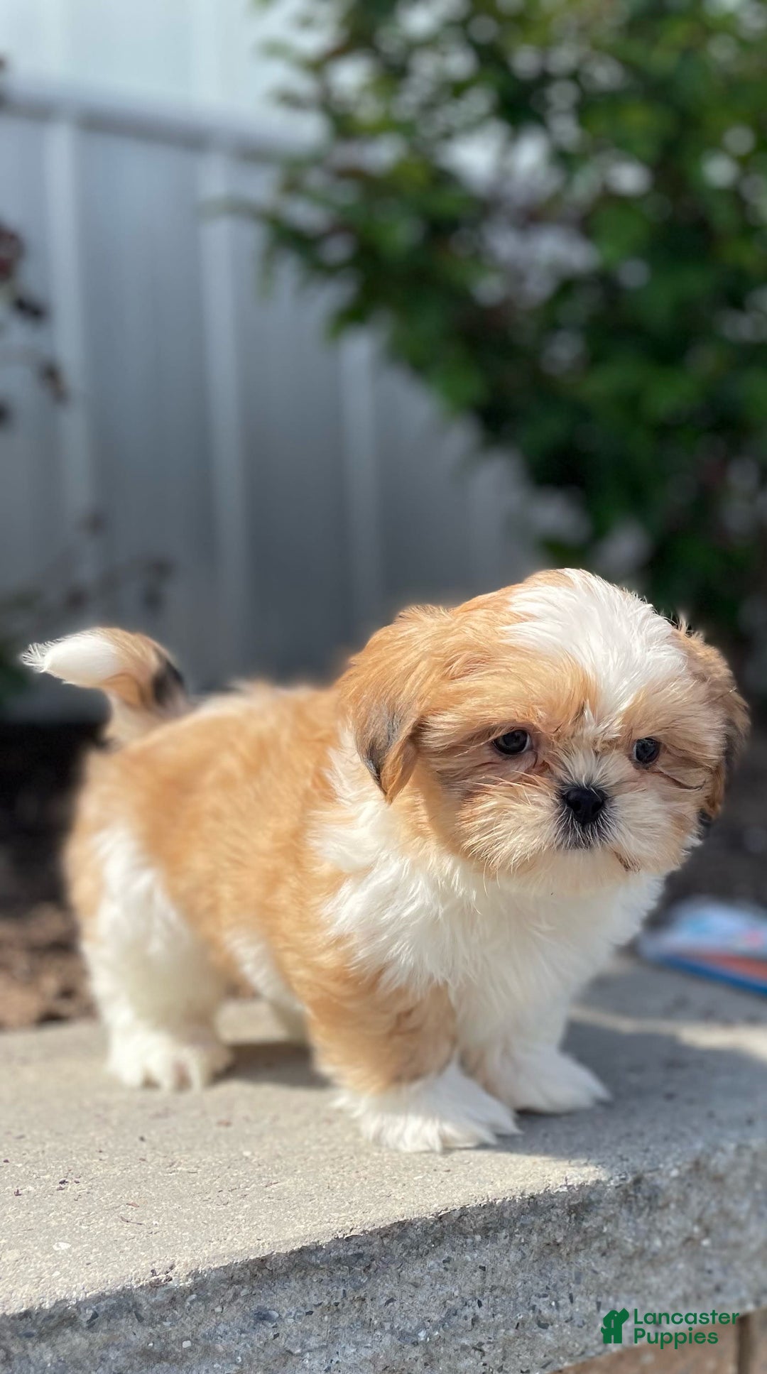 Shih Tzu dogs for sale: Sam - Image 6