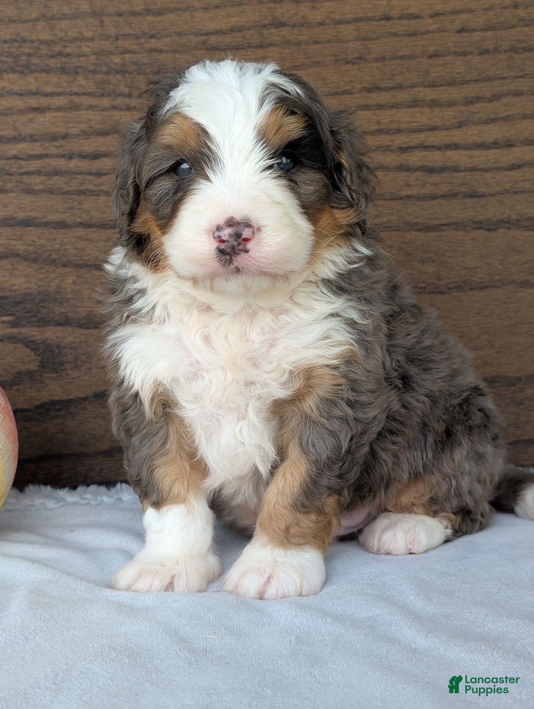 Mini Bernedoodle dogs for sale: Louie - Image 11