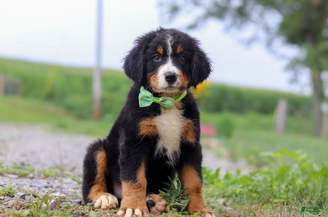 Bernese Mountain Dog dogs for sale: Bernese Mountain Dog 6 puppies - Image 9