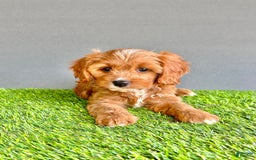 Cavapoo dogs for sale: Teddy - Image 2