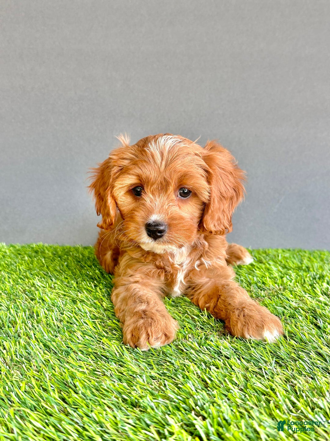 Cavapoo dogs for sale: Teddy - Image 2