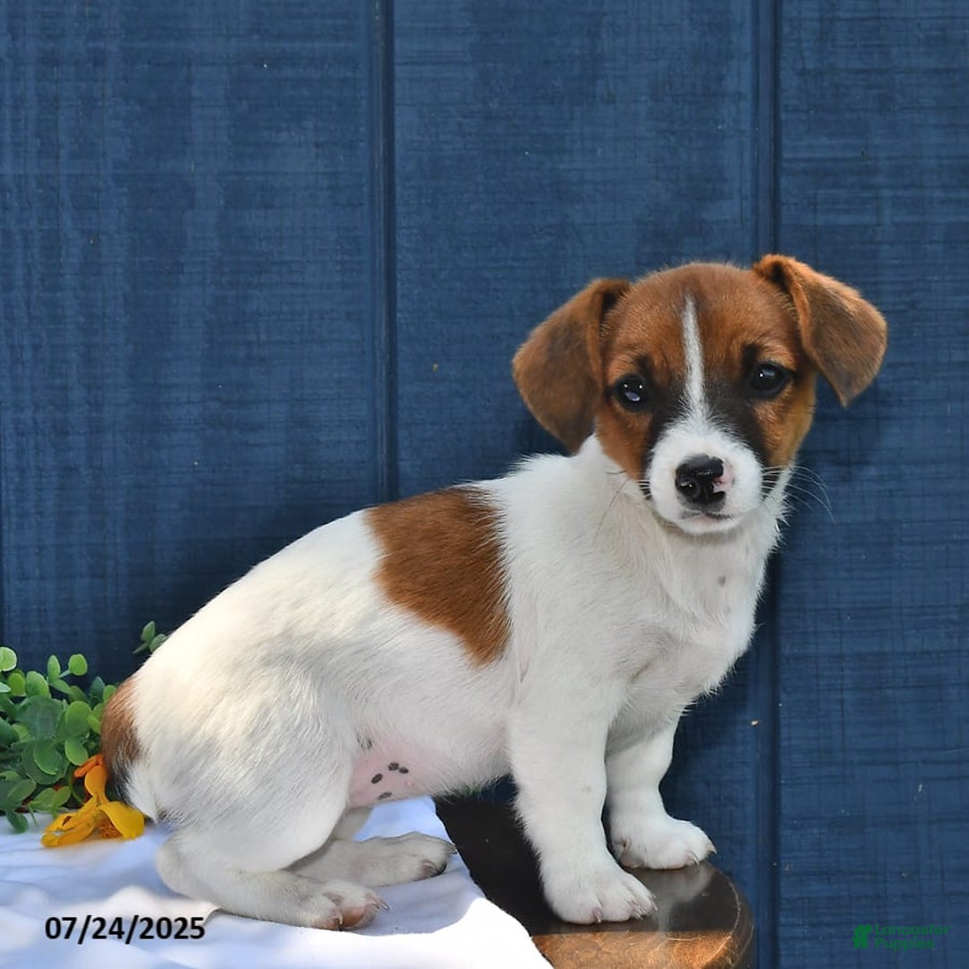 Jack Russell Terrier dogs for sale: Addie - Image 6