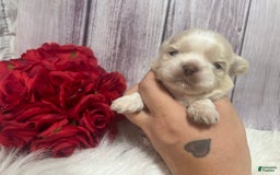 Shih Tzu dogs for sale: Peter - Image 3