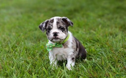 Beabull dogs for sale: Oreo - Image 5